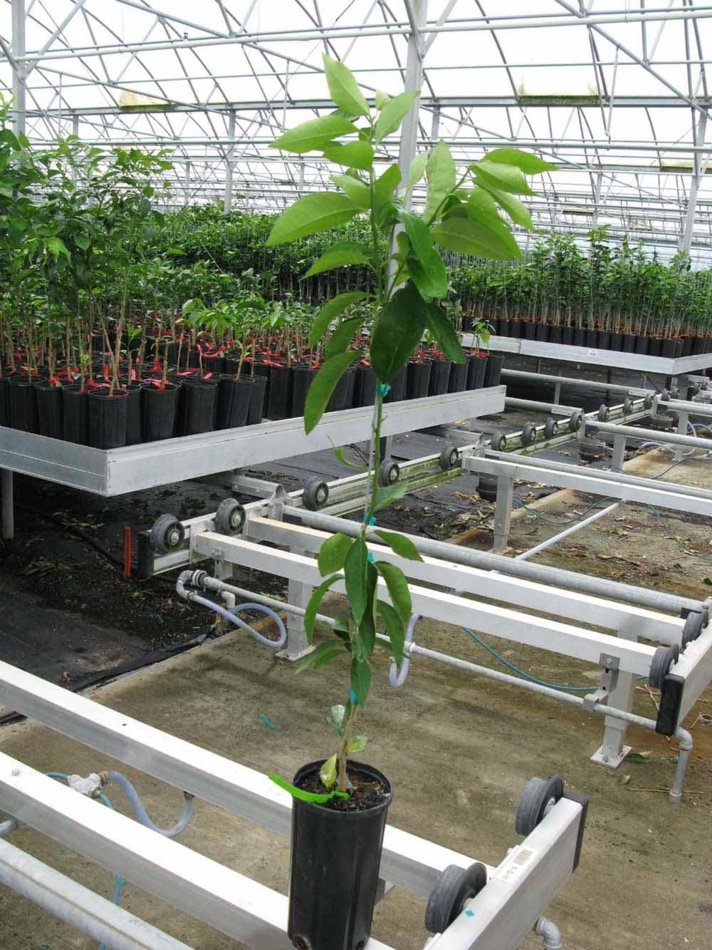              Habit (Phillip Rucks Citrus Nursery, Frostproof, FL)       